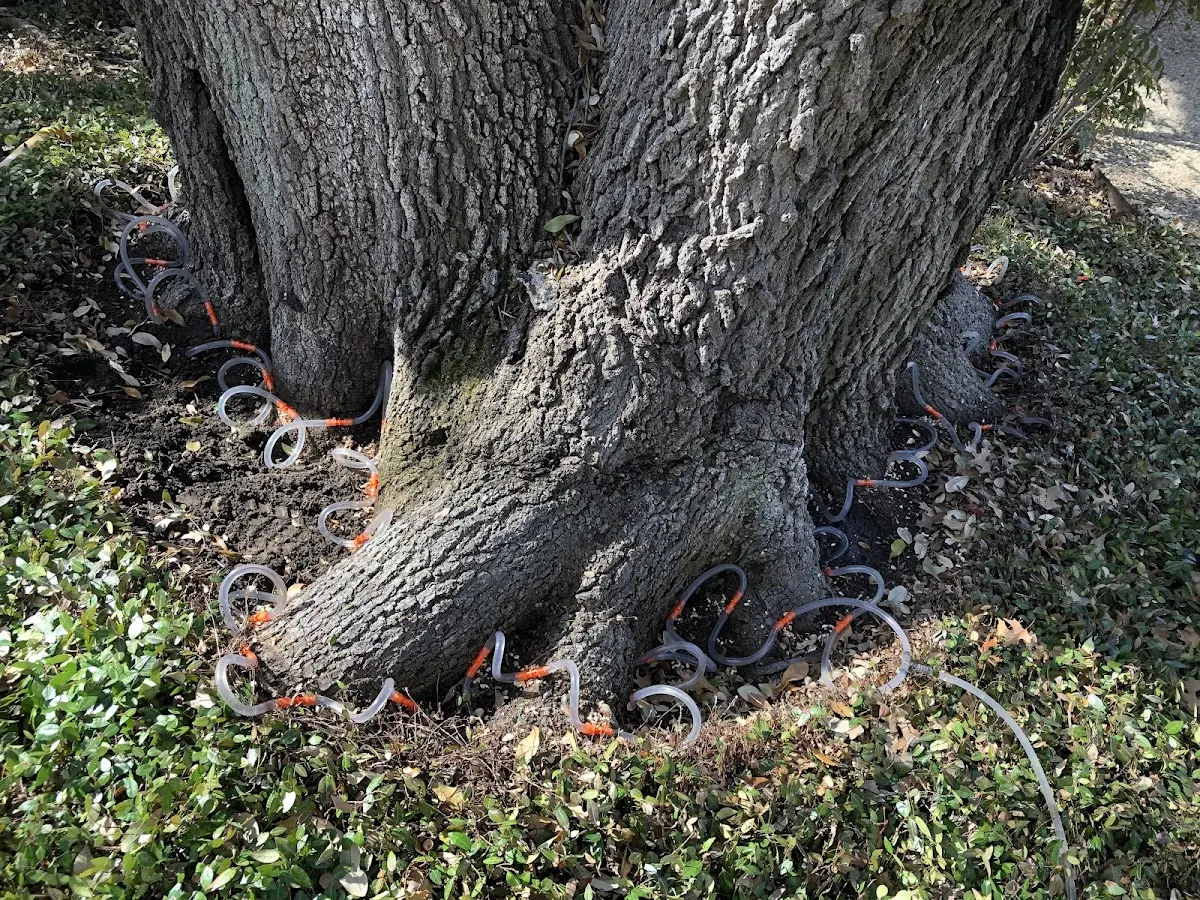 Detailed Tree Cabling and Bracing job site in Kaysville