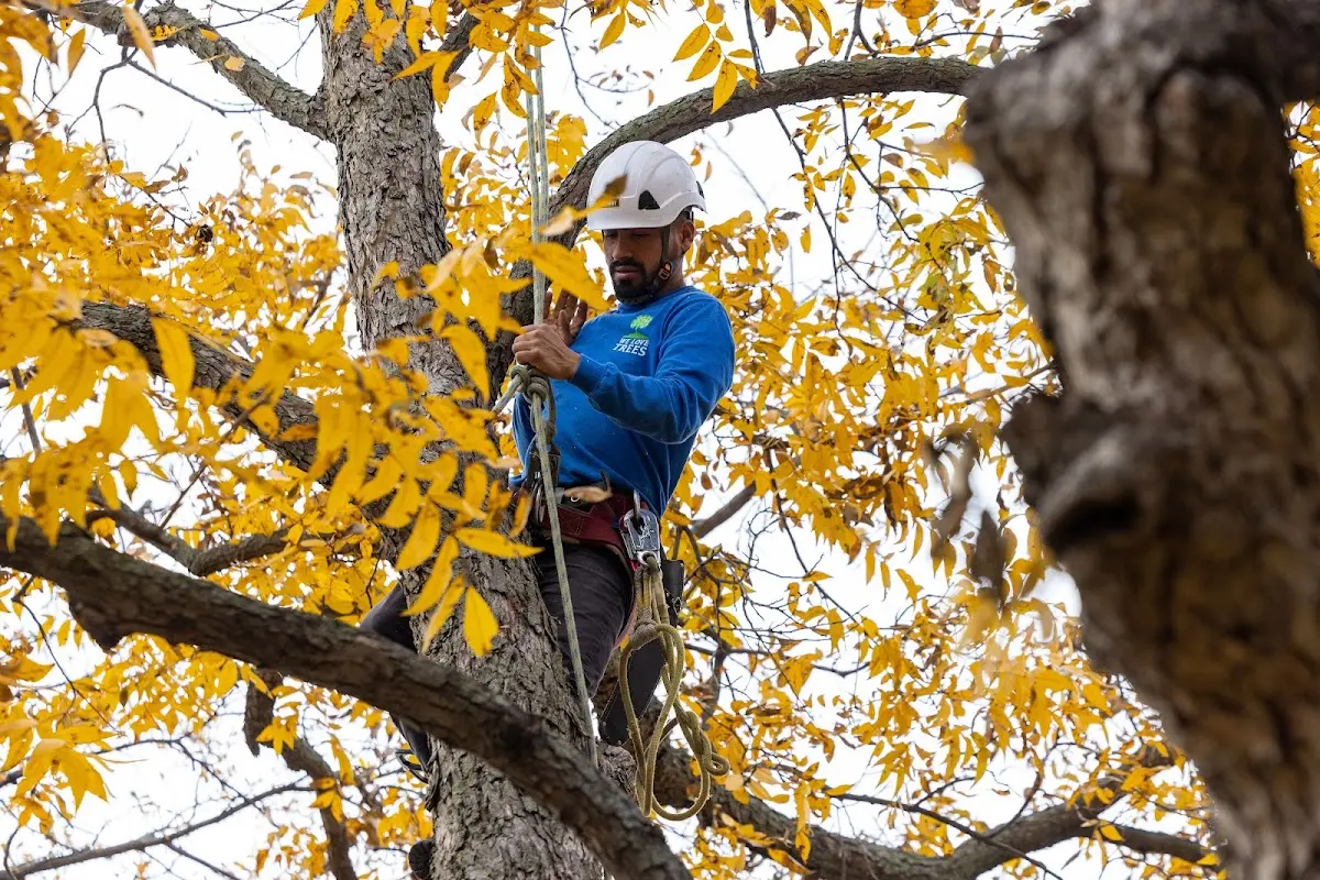 Skilled Tree Transplanting crew working in Kaysville