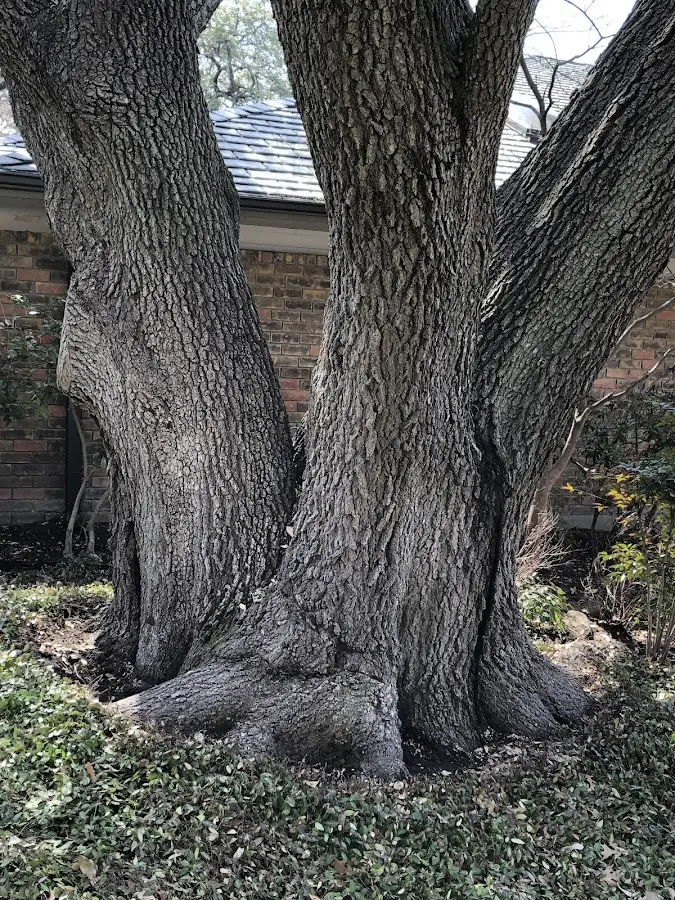 Mature heritage tree close to a Kaysville property cared for by certified arborists